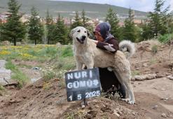 Meşhur Haçiko'nun hikayesi şimdi Nevşehir'de oldu! Sahibinin mezarı başından hiç ayrılmıyor