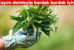 Böbrekleri dip köşe temizliyor! İltihabın kökünü kurutuyor: Demir depolarını fullüyor