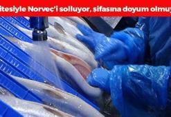 Karadeniz'in incisinde hasat vakti! Kalitesiyle Norveç'i solluyor: Tıkalı damarları yağ çözücü gibi açıp oturduğunuz yerden kas yaptırıyor, cildi kolajene boğuyor!