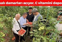 Antalya'da hasadı başladı! Tıkalı damarları yağ çözücü gibi açıyor, dünyanın en güçlü antioksidanı! C vitamini kralı