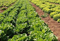 Erzincan'da yetiştirilip hasat ediliyor! Bağırsakları makine gibi çalıştırıyor: Damarları derinlemesine temizliyor