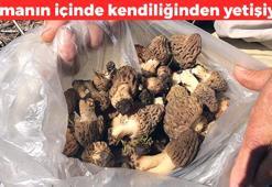 Yerini bilenler sır gibi saklıyor! Nisan ayında başlayıp mayıs ayında bitiyor: Vücuttaki iltihabın kökünü kurutuyor