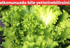 Hipertansiyonu düşürüyor! Tanesi 60 TL: Bağırsakları temizleyip gaz ve şişkinliğini sıfırlıyor