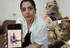 Adana'da kayıp kedi krizi! Diablo bulunmazsa evlilikleri bitecek