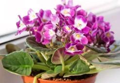 Menekşe coşturan yöntem! Saksının dibine bir parça koyun: Çiçek açma hızını 10 kat artırıyor