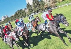 İlklerin yarışı Lavender'in