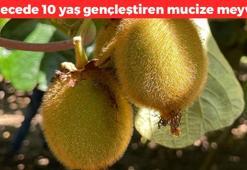 1 gecede 10 yaş gençleştiriyor! Meğer yaşlanmanın çaresi bu meyveymiş: Botoksa para dökmeyin, kırışıklıkları ütü gibi düzleştiriyor