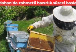 Ardahan'da zahmetli hazırlık başladı! Kilosu en az 1500 TL: Vücuttaki iltihabın kökünü kurutuyor, buruş buruş damarları genişletiyor