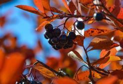 Bilecik'te dededen toruna uzanan bir meslek mirası: Fiyatları 150 liradan başlıyor