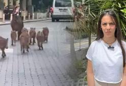 Marmaris'te büyük korku! Şehir karantinaya alınabilir, giriş çıkışlar kapatılabilir!