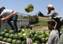 Kapuzda ilk hasat yapıldı... İşte tarladaki kilogram fiyatı