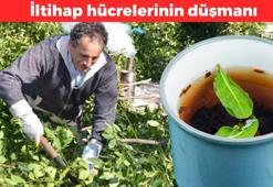 Geleneksel tıbbın en güçlü bitkisi! İltihap hücrelerinin düşmanı: Baş ağrısını anında kesiyor, doğal ilaç olarak biliniyor