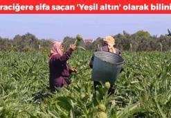 Halk arasında 'Yeşil altın' olarak biliniyor! Eczanedeki ürünlere para dökmeye son: Karaciğeri baştan yaratıyor, kolesterolü yok ediyor