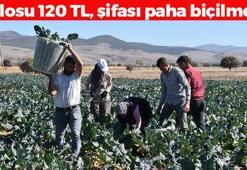 Saniyesinde kan şekerini terazi gibi dengeliyor! Kilosu 120 TL: Bilinen en güçlü antioksidan, tıkalı damarları yağ çözücü gibi açıyor!