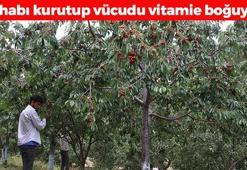 Faydasını duyan avuç avuç yiyor! İltihabın kökünü kurutup tıkalı damarları yağ çözücü gibi açıyor! Doğal tansiyon ilacı olarak da biliniyor