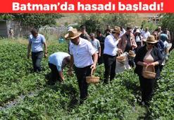 Batman'da hasadı başladı! Kan şekerini sıfırlıyor: Kolesterolün kökünü kurutuyor