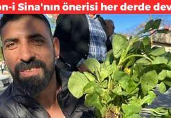 Yüzyıllardır doğada kendiliğinden yetişiyor! Mikrop öldürücü olarak biliniyor: Bağırsakları motor gibi çalıştırıyor, böbrekleri diyalizden kurtarıyor
