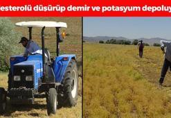 Batman'da hasadı başladı! Bir avucu tansiyon ilacı etkisine sahip, kolesterolü düşürüp demir ve potasyum depolarını fullüyor!