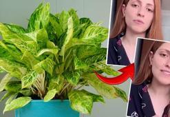 Evinde baktığı çiçek zehirlenmesine neden oldu! Soluğu acilde aldı: Gösterişli görünüme sahip ama tehlike özsuyunda