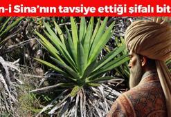 İbn-i Sina yüzlerce yıl önce tavşiye etmiş! İltihabın kökünü kurutup gaz, şişkinlik ve hazımsızlığı bıçak gibi kesiyor! Doğal mide ilacı