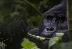 100 insan 1 gorile karşı kazanabilir mi? Sosyal medyanın gündemindeki soru