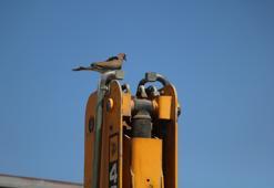 Binlerce liralık kaybı göze aldı! 17 gündür kumru yuvası bozulmasın diye kontak çalıştırmadı