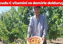 Hatay'da hasadı başladı! Kilosu 30 TL'den satılıyor: Bağırsakları makine gibi çalıştırıp vücudu C vitamini ve demire boğuyor