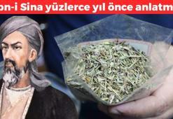 İbn-i Sina’nın kalıcı kilo verme yöntemi! Yüzlerce yıl önce anlatmış: Çayını yapıp bardak bardak için, cayır cayır yağ yakan yöntem