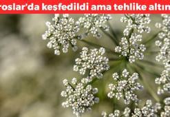 Toroslarda keşfedildi! Dağda kendiliğinden yetişiyor: Nesli yüksek tehdit altında, doğal balgam söktürücü