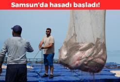 Japonya ve Rusya'ya kilo kilo satılıyor! Anavatanı Norveç ama Samsun'da yetiştiriliyor: Kötü kolesterolün kökünü kurutuyor