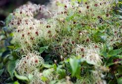 İbn-i Sina yüzyıllar önce önerdi: Bu sebze vücuda adeta reset atıyor, baştan aşağı temizliyor!