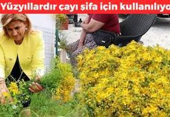 Dağda kendiliğinden yetişiyor! Çayını yapıp bardak bardak için: İltihabın kökünü kurutuyor, böbrekleri diyalizin pençesinden kurtarıyor