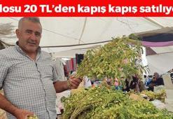 Kahramanmaraş'ta tezgahta yerini aldı! Kilosu 20 TL: Kan şekerini terazi gibi dengeleyip bağırsakları harıl harıl çalıştırıyor!