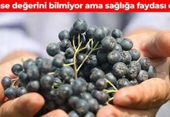 Dünyanın en sağlıklı meyvesi! Hak ettiği değeri görmüyor, faydalarını herkes öğrenmeli: 'Süper meyve' olarak da biliniyor