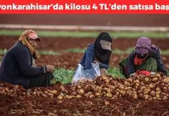 Kilosu 4 TL'ye düştü! Afyonkarahisar'da hasadı başladı, herkes kilo kilo alıyor, basurun kökünü kurutuyor, herkes ayıla bayıla yiyor vücuda enerji yüklüyor