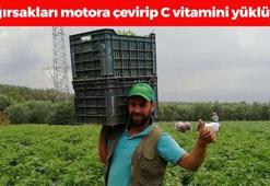 Bursa'da hasadı başladı! Kilosu 65 TL: Bağırsakları motor gibi çalıştırıp C vitamini yüklüyor! En güçlü antioksidan, kemikleri betona çeviriyor