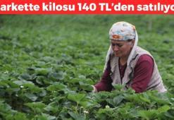 Ordu'da hasadı başladı! Kilosu 140 TL: Kan şekerini terazi gibi dengeliyor, kolesterolü düşürüyor