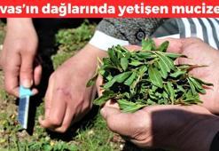 Sivas'ın dağlarında kendiliğinden yetişiyor! Kavurmasını yapıp kaşık kaşık yiyin: Yüksek kan şekerini dengeliyor