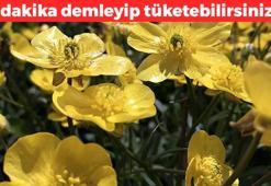 Altın otu olarak biliniyor! Karaciğerdeki toksinleri arındırıyor: Demleyip suyunu bardak bardak için, safra salgısını artırıyor