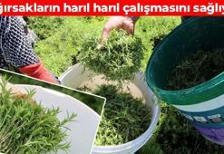 Hatay'ın verimli topraklarında yetişiyor! Bağırsakları motor gibi çalıştırıyor, iltihabı silip süpürüyor