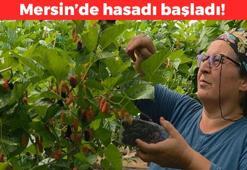Mersin'de hasadı başladı! Kilosu 90 TL: Orta Doğu'ya kilo kilo satılıyor, kan şekerini terazi gibi dengeliyor