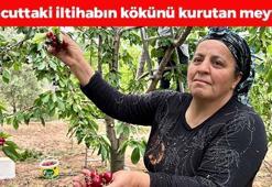 Hatay'da hasadı başladı! Kilosu 100 TL: İltihabı kurutup tıkalı damarları yağ sökücü gibi açıyor, kolesterolü silip atıyor! Doğal tansiyon ilacı