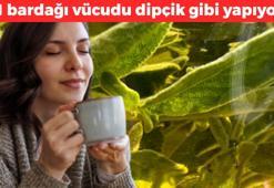 1 bardağı vücudu dipçik gibi yapıyor! Çayını yapıp bardak bardak için: Bağışıklığı anında roketliyor, metabolizmayı canavar gibi yapıyor