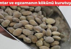Güneydoğu Anadolu'nun favorisi! Geleneksel tıpta yüzlerce yıldır kullanılıyor: Ayaktaki mantar ve egzamanın kökünü kurutuyor, köpükleyip 5 dakika bekletin