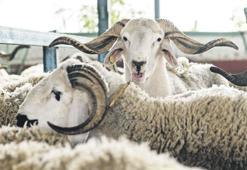 Deri sektörüne 20 milyar TL'lik kurban katkısı