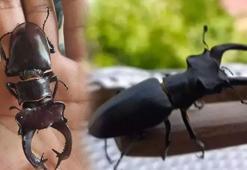 Bunu yapan yandı! 557 bin 212 TL cezası var