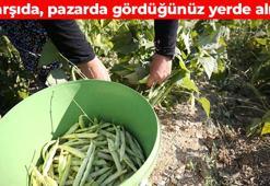 Bir kaşığı kan şekerini anında dengeliyor! K vitamini içeriğiyle kemikleri çelik gibi sağlamlaştırıyor