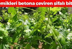 Çiftçi umudunu ona bağladı! Kilosu 250 TL: Demir depolarına zirve yaptırıp kemikleri taş gibi güçlendiriyor, doğal tansiyon ilacı