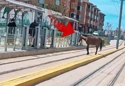 Eskişehir’de tramvay durağında raylara çıkan başıboş at şaşkınlık yarattı