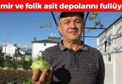 İlaç gibi sebze: Demir ve folik asit zengini, pazarda kapış kapış gidiyor! 1 kez yiyen 30 yıl hastalanmıyor